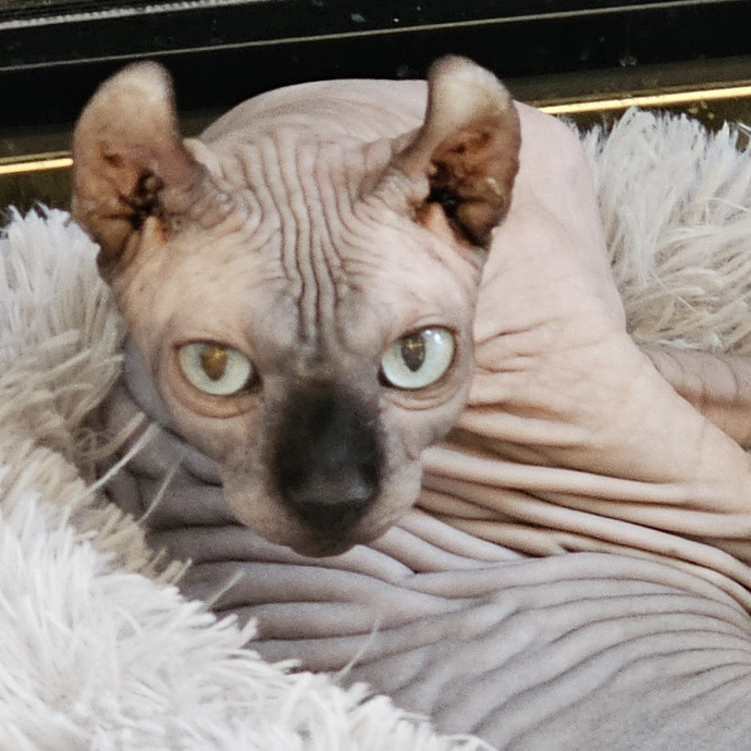 Extraordinary Cat Mom