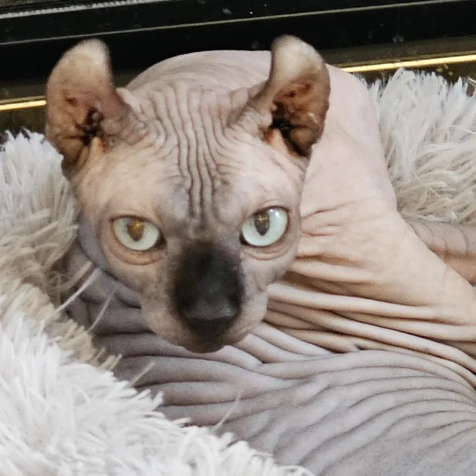 Extraordinary Cat Mom