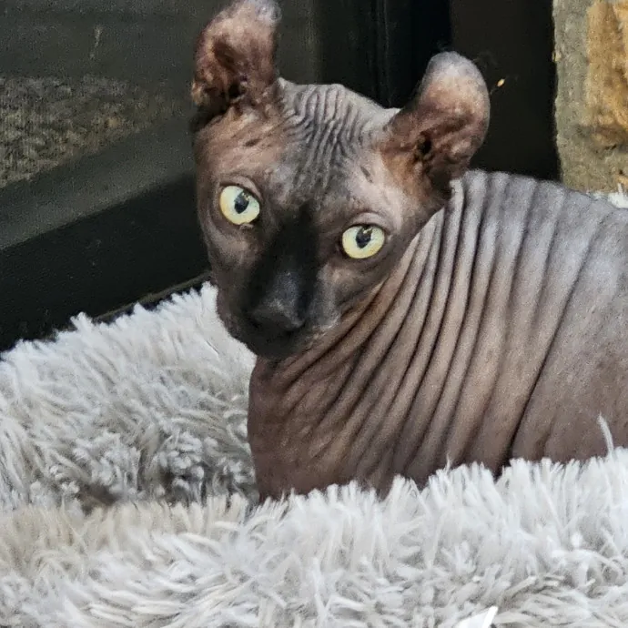 Extraordinary Cat Mom