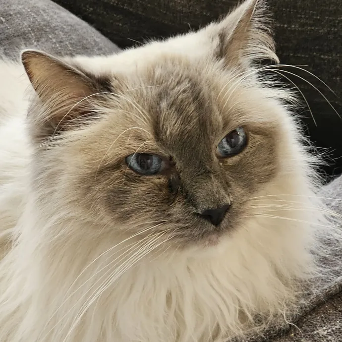 Extraordinary Cat Mom