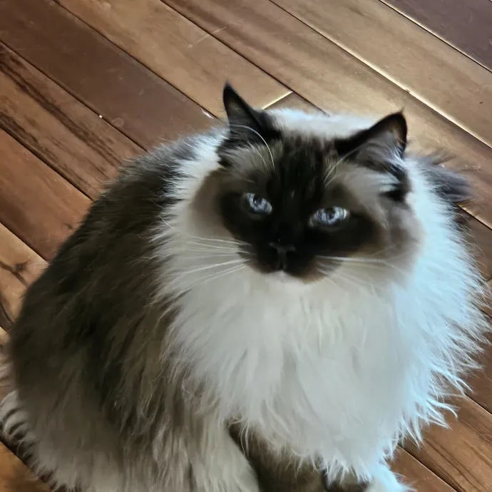 Extraordinary Cat Mom