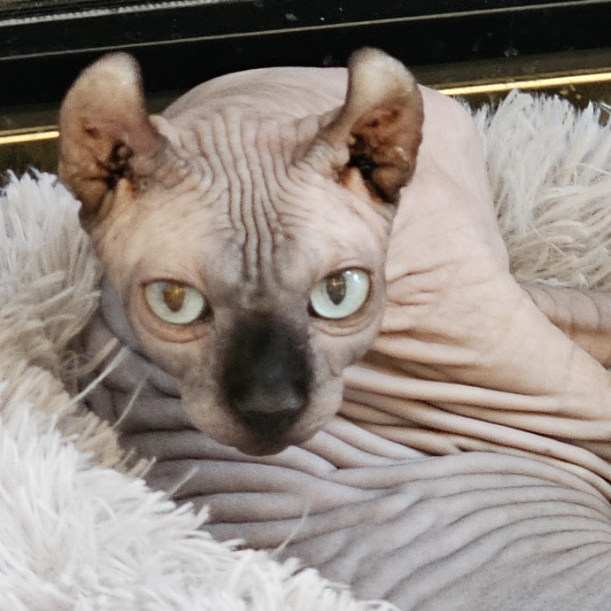 Extraordinary Cat Mom