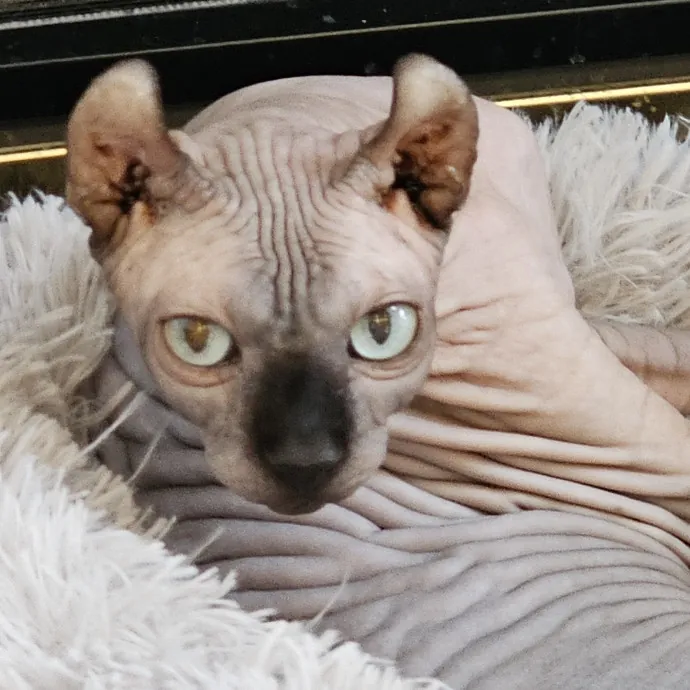 Extraordinary Cat Mom