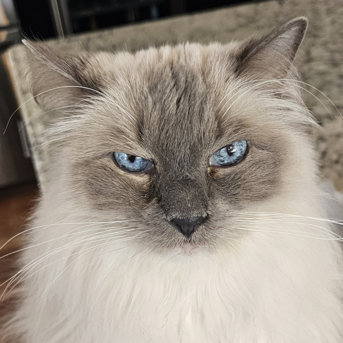 Extraordinary Cat Mom
