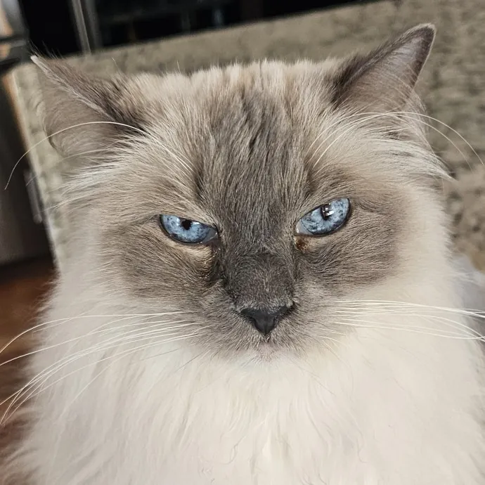 Extraordinary Cat Mom