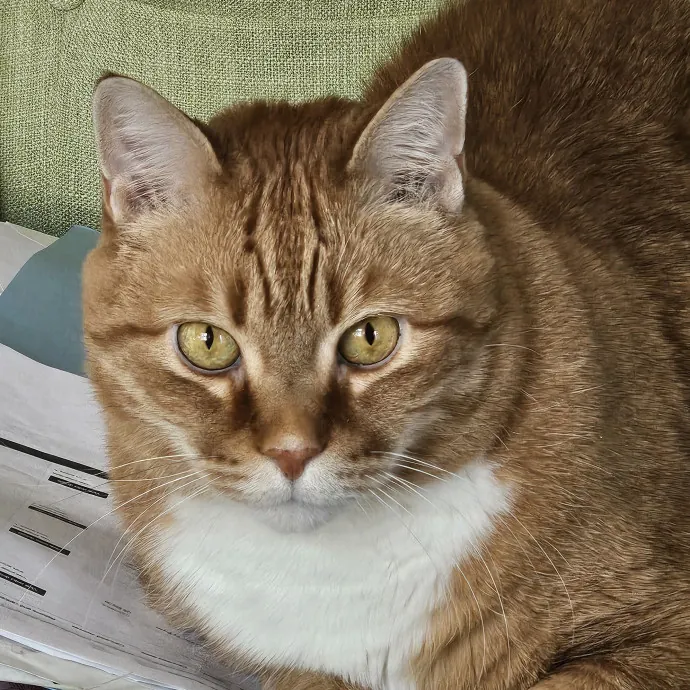 Extraordinary Cat Mom