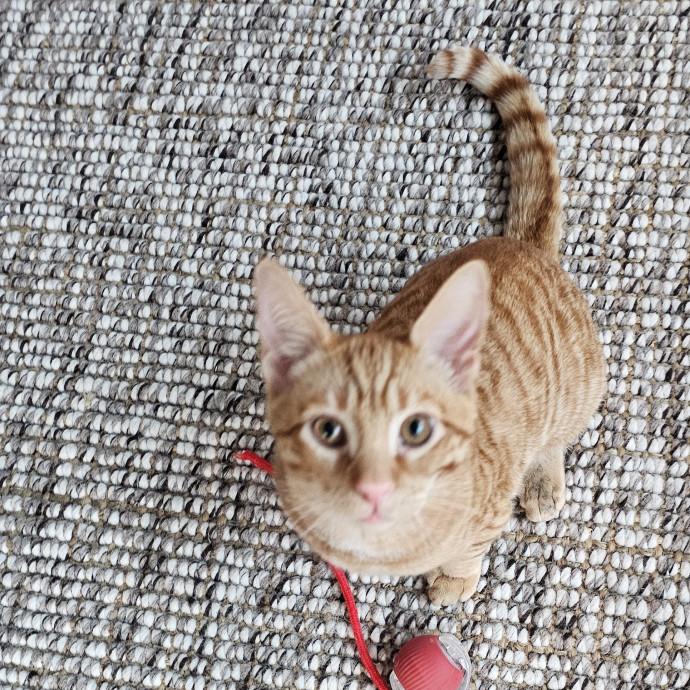 Extraordinary Cat Mom