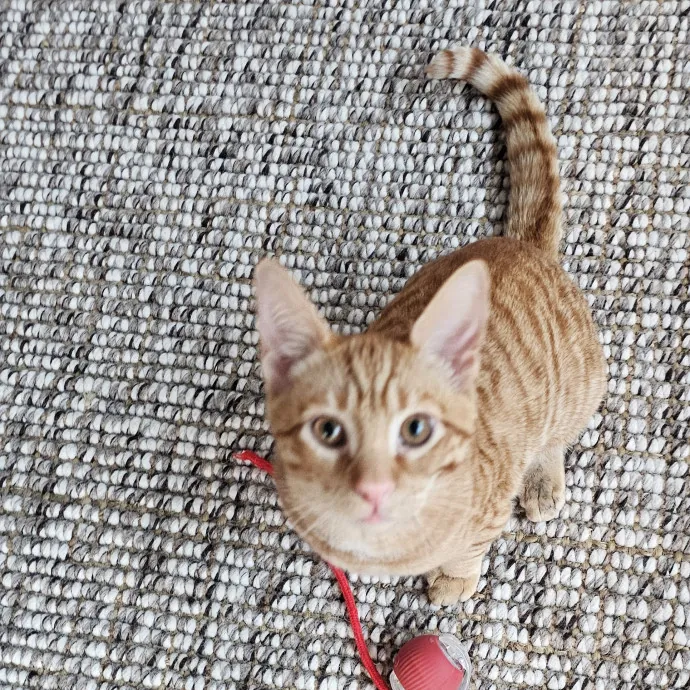 Extraordinary Cat Mom