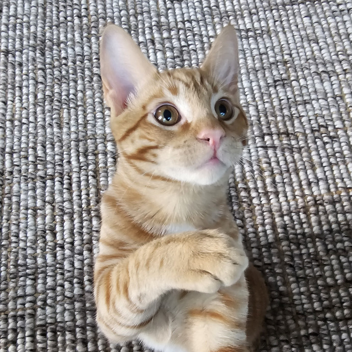 Extraordinary Cat Mom