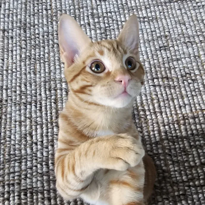 Extraordinary Cat Mom