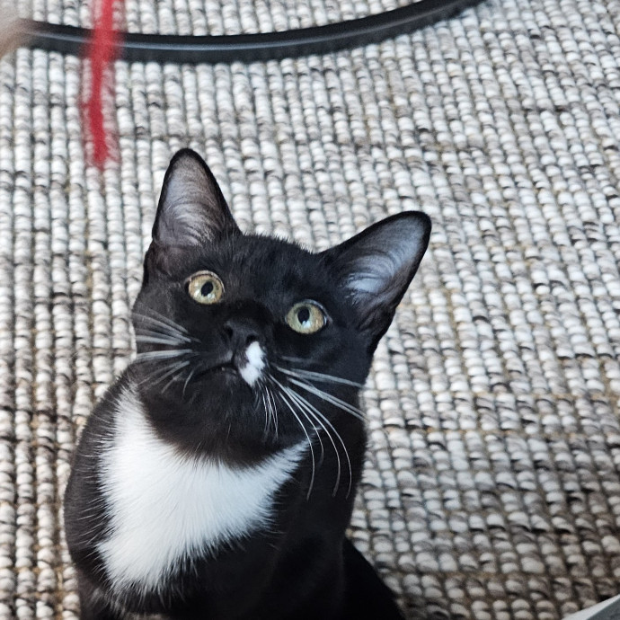 Extraordinary Cat Mom