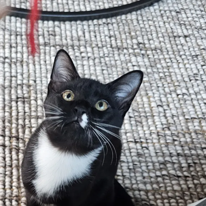 Extraordinary Cat Mom