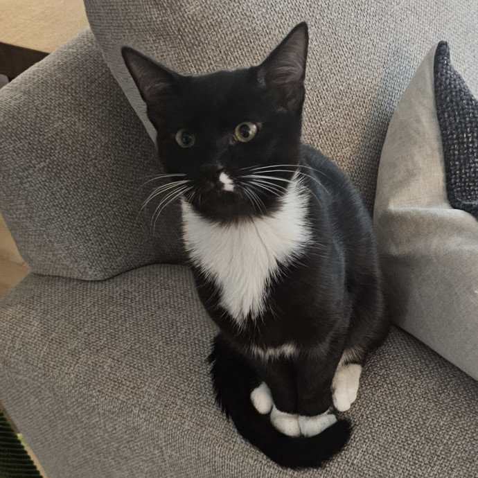 Extraordinary Cat Mom