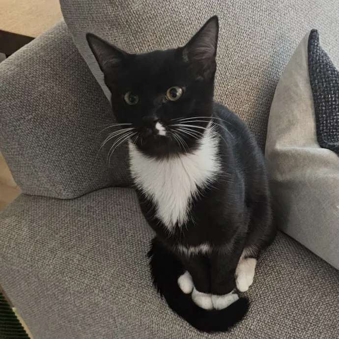 Extraordinary Cat Mom