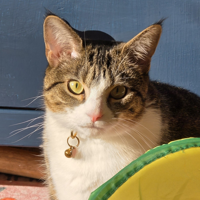 Extraordinary Cat Mom