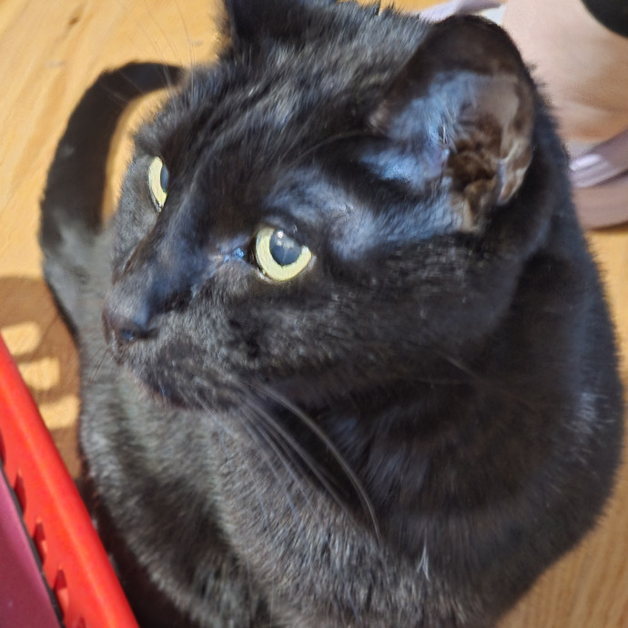 Extraordinary Cat Mom