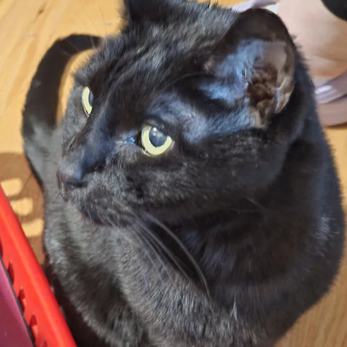 Extraordinary Cat Mom photo 3