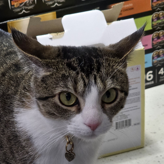 Extraordinary Cat Mom