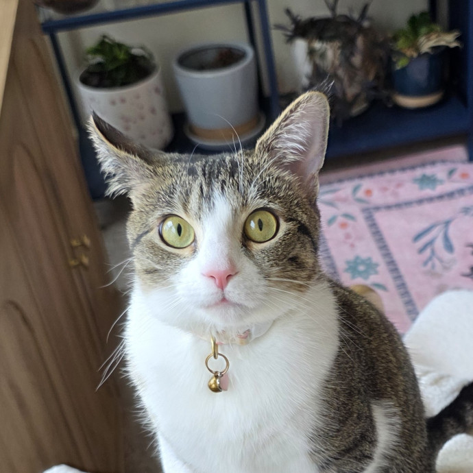 Extraordinary Cat Mom