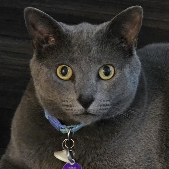 Extraordinary Cat Mom