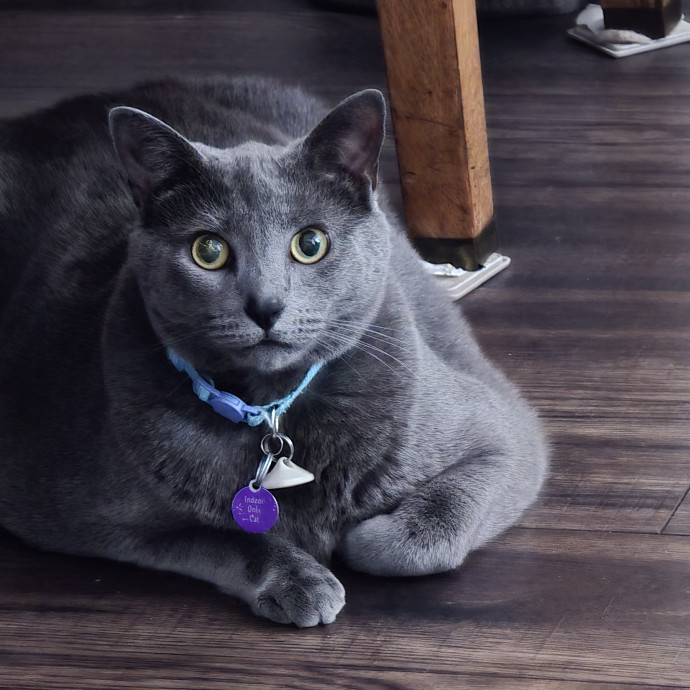 Extraordinary Cat Mom