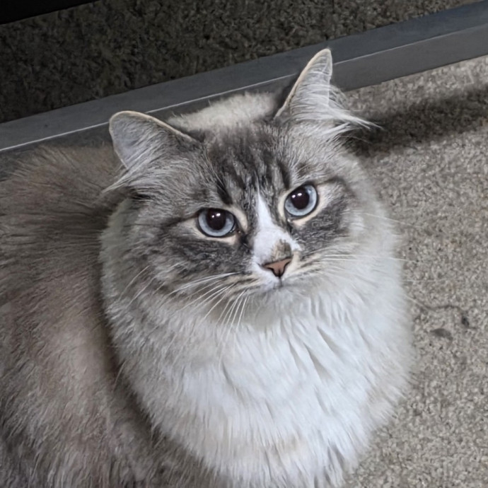 Extraordinary Cat Mom