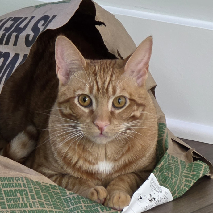 Extraordinary Cat Mom