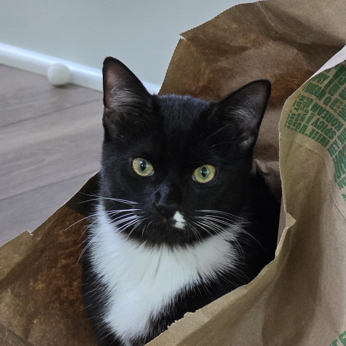 Extraordinary Cat Mom