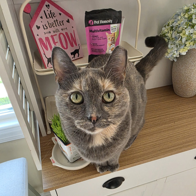 Extraordinary Cat Mom
