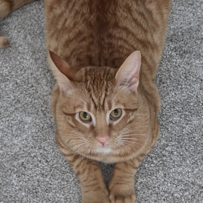 Extraordinary Cat Mom