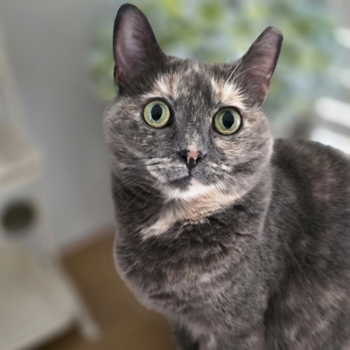 Extraordinary Cat Mom