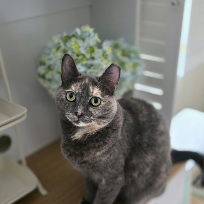 Extraordinary Cat Mom
