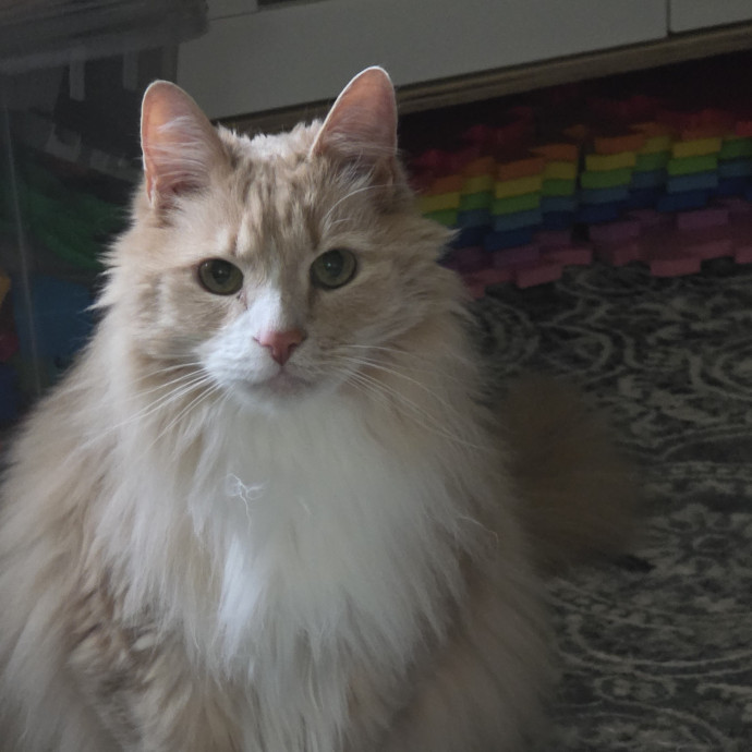 Extraordinary Cat Mom