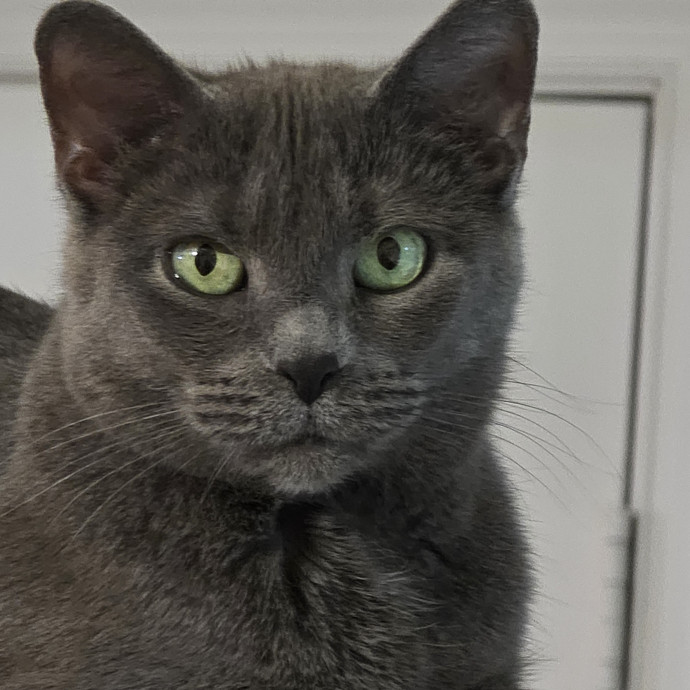 Extraordinary Cat Mom