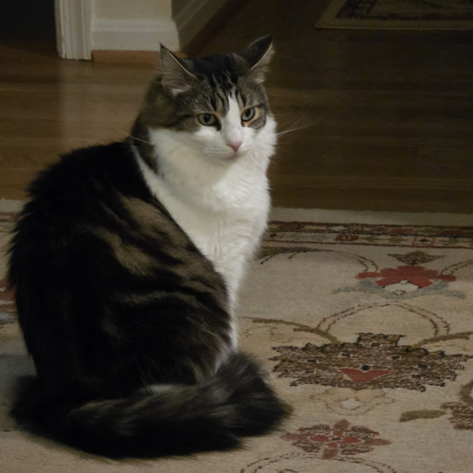 Extraordinary Cat Mom