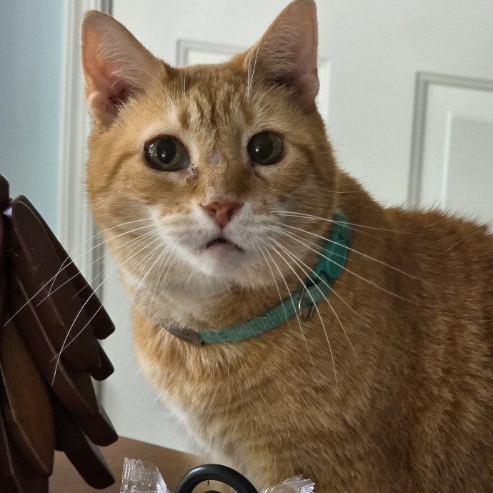 Extraordinary Cat Mom