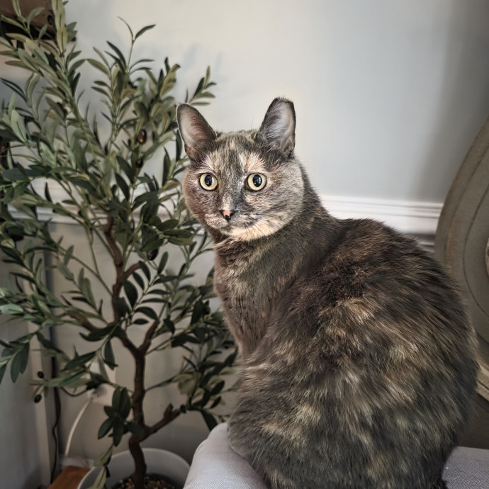 Extraordinary Cat Mom