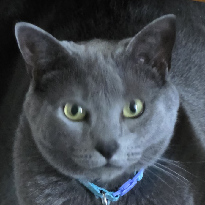 Extraordinary Cat Mom