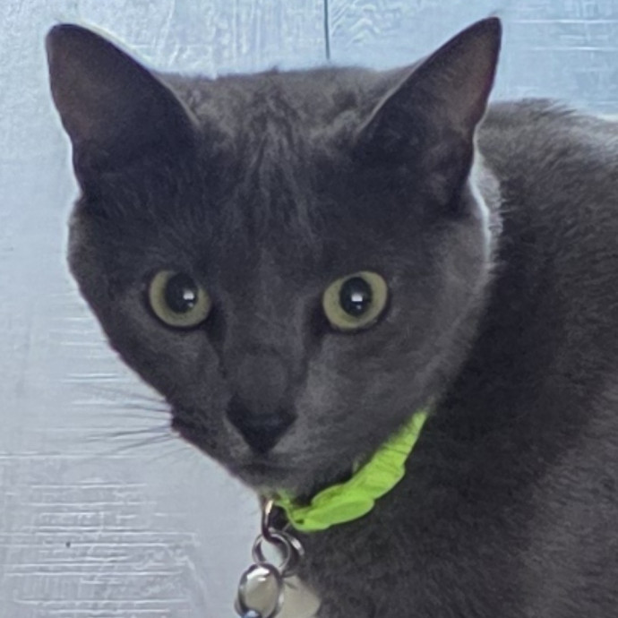 Extraordinary Cat Mom