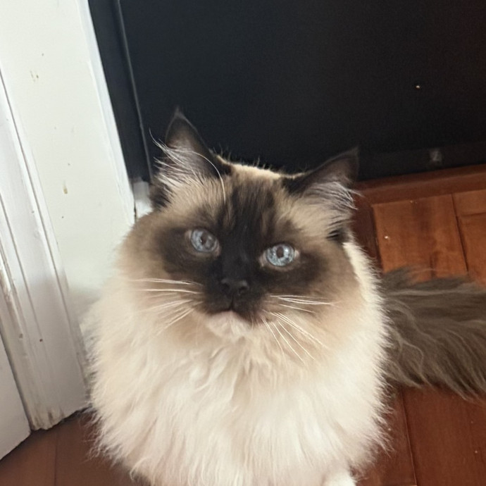 Extraordinary Cat Mom