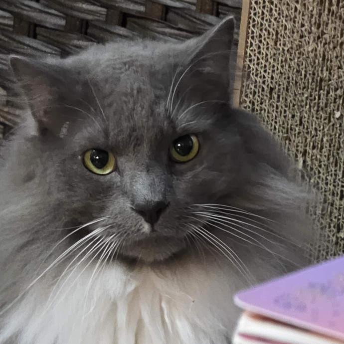Extraordinary Cat Mom