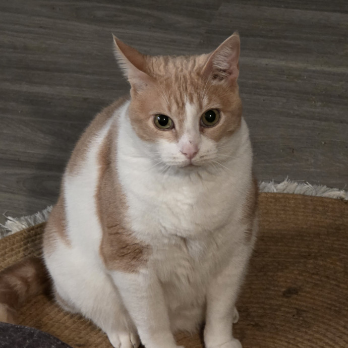 Extraordinary Cat Mom