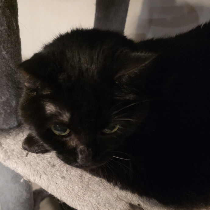 Extraordinary Cat Mom photo 3