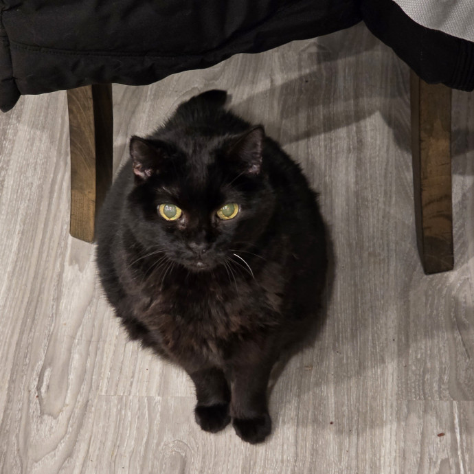 Extraordinary Cat Mom photo 2