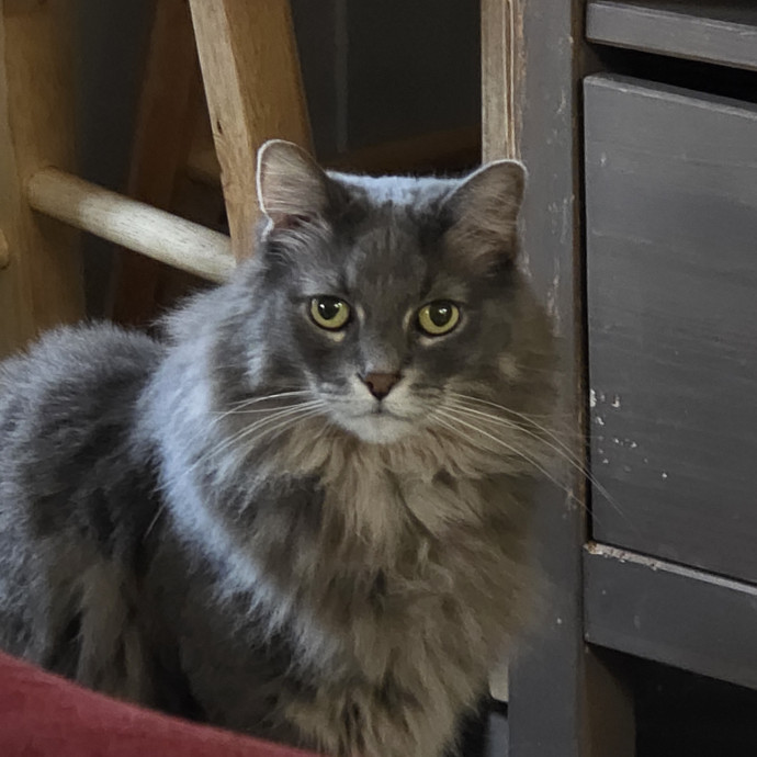 Extraordinary Cat Mom
