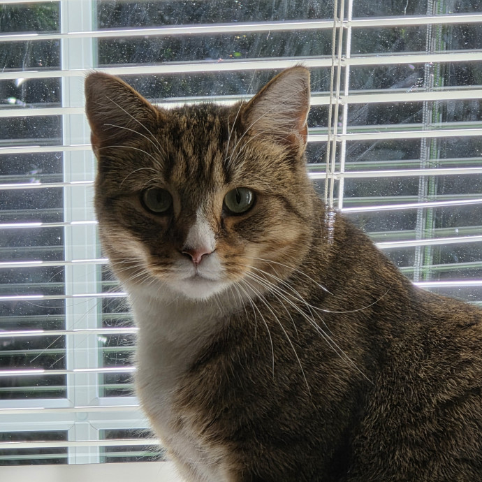 Extraordinary Cat Mom