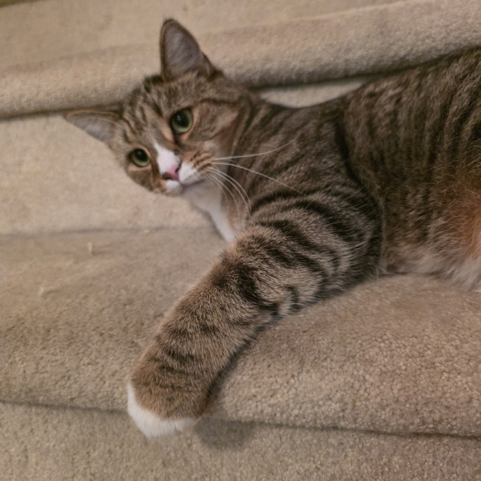 Extraordinary Cat Mom photo 3
