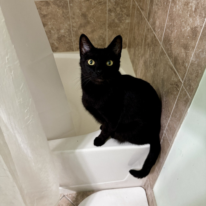 I Speak Cat  photo 3