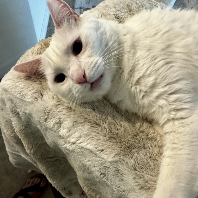 I Speak Cat  photo 2