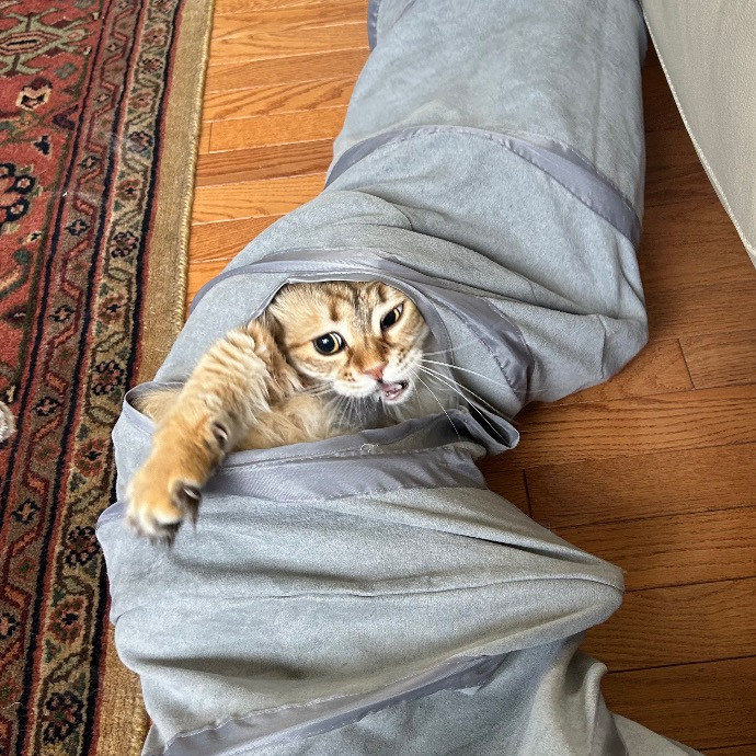 Cat Lover At Your Service